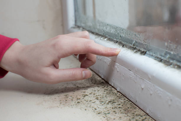 Best Residential Mold Inspection & Testing  in Sacaton, AZ